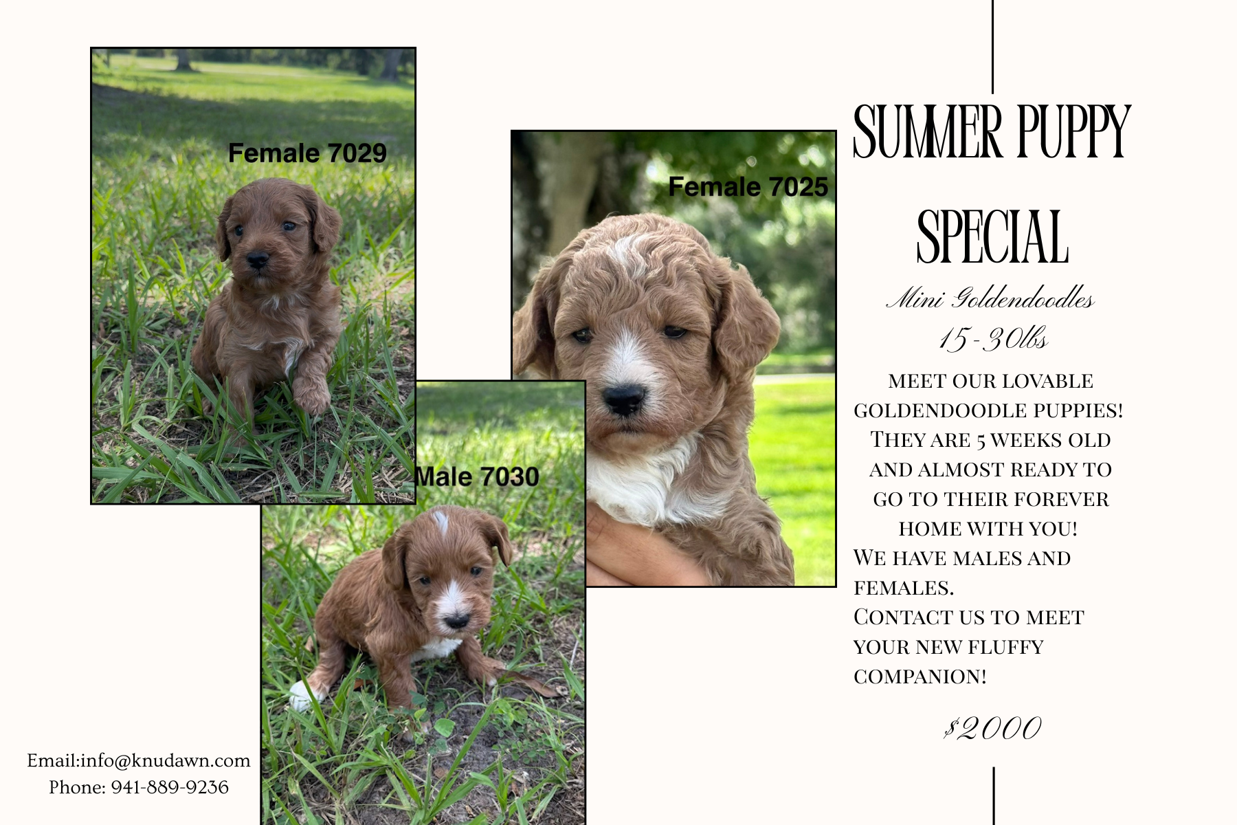 Sunshine, Smiles &amp; Goldendoodle Puppies!