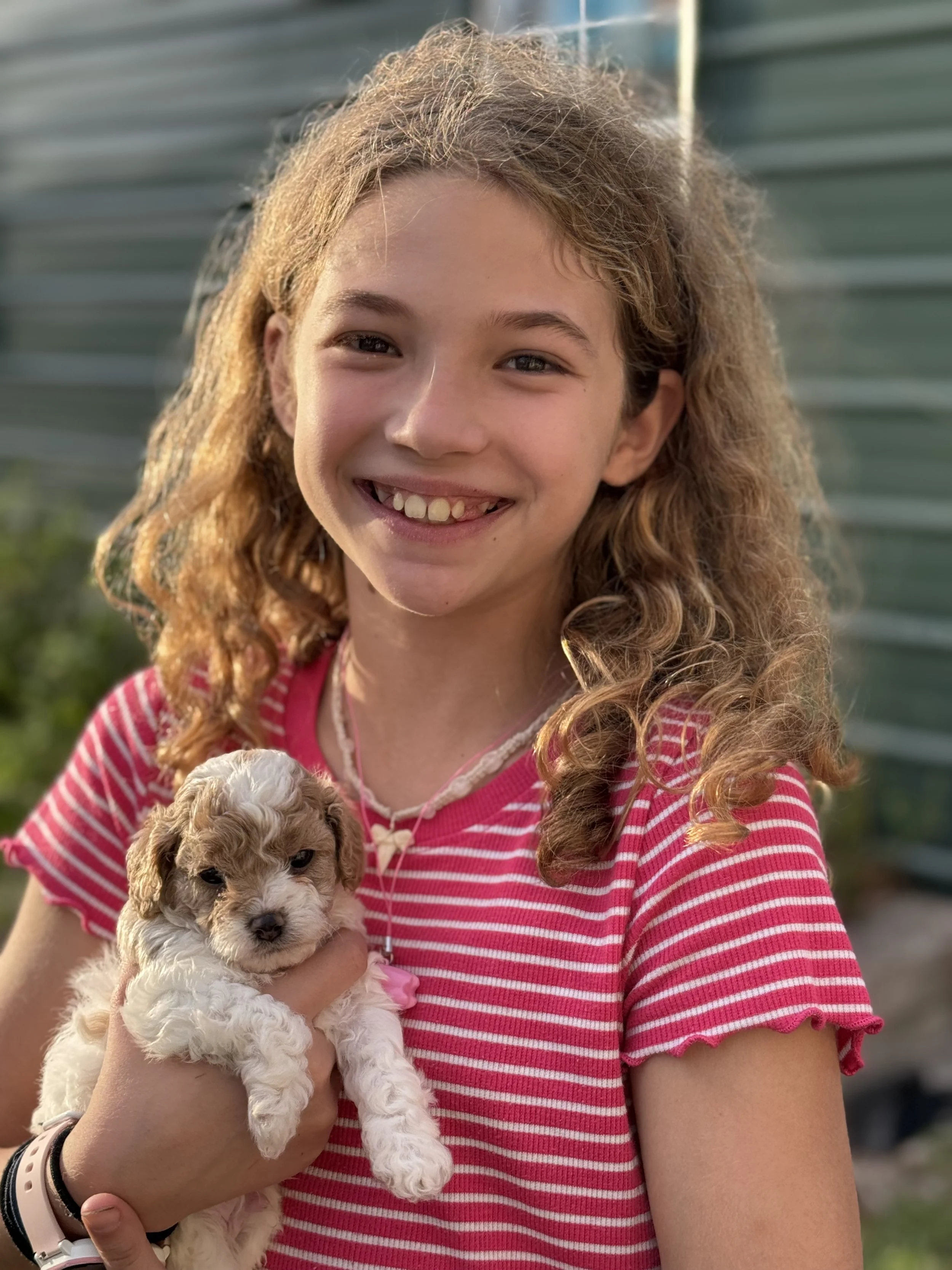a teddy bear brown standard goldendoodle sitting pretty in front of his home with a red door, mini goldendoodle puppy near me, goldendoodle puppy price
