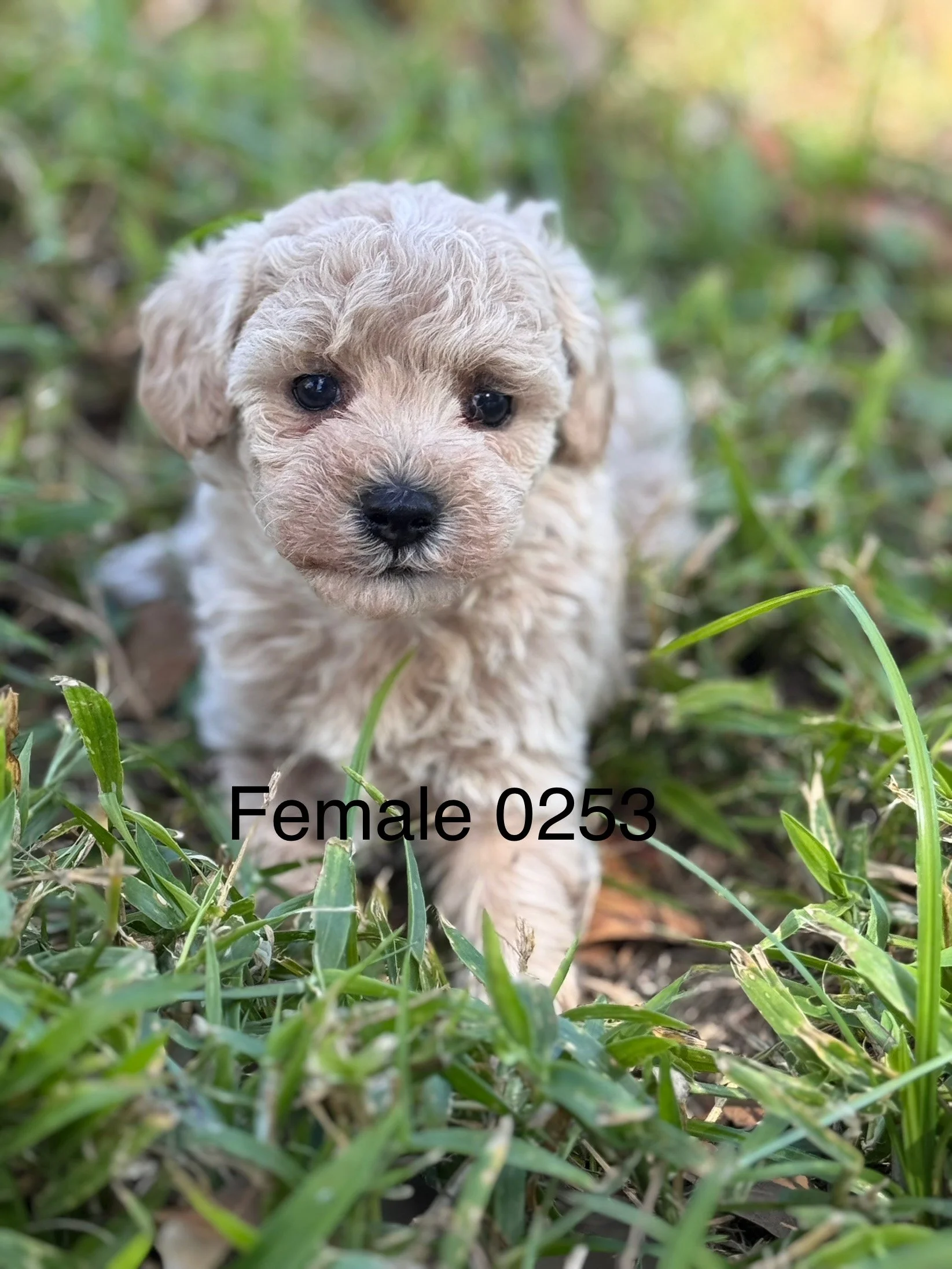 a cream mini goldendoodle puppy laying in the grass and looking up at the camera, mini goldendoodle puppy near me, goldendoodle puppy price