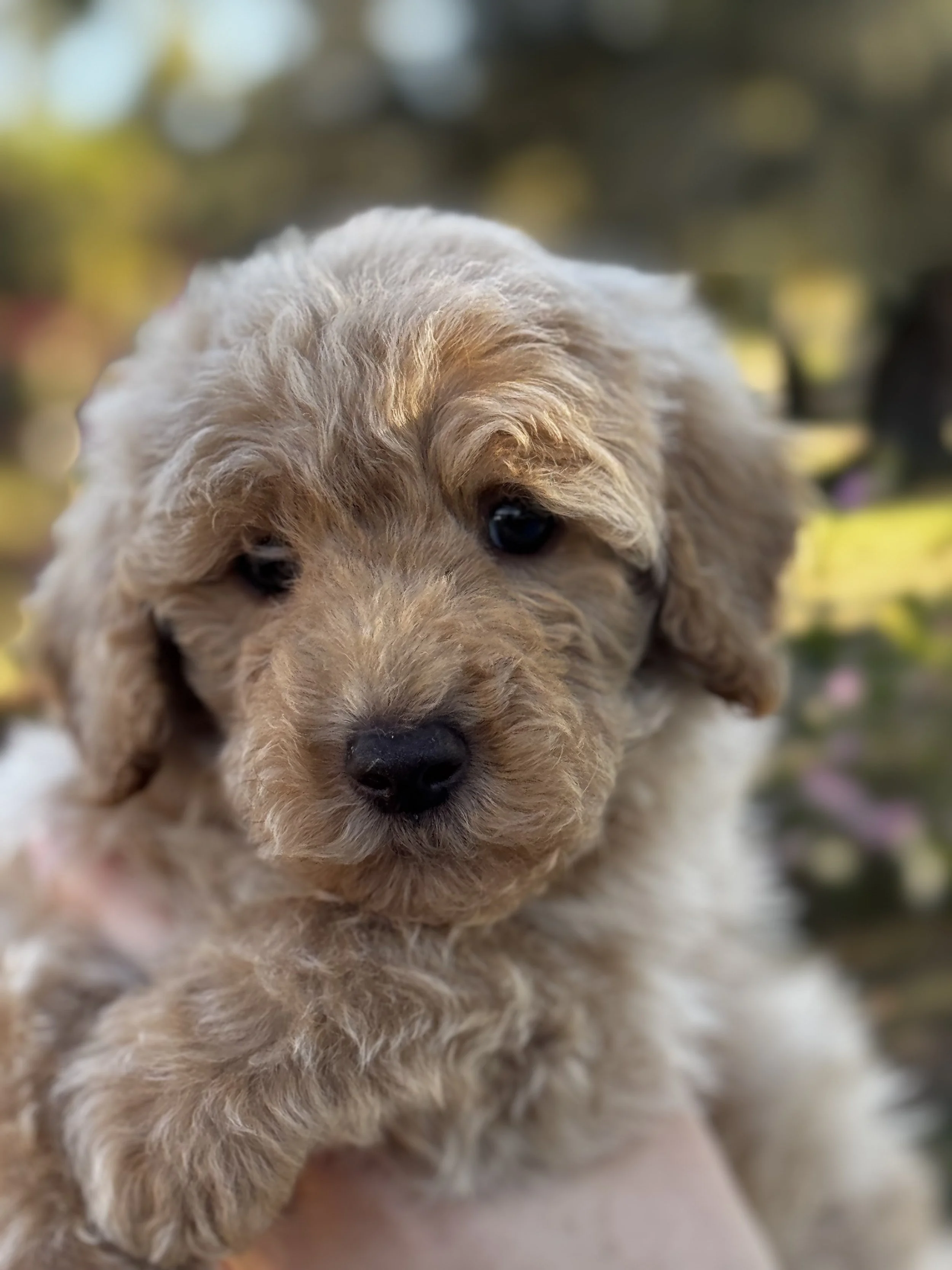 Close-up of adorable fluffy beige puppy with dark eyes and black nose, outdoors with blurred green and pink background.