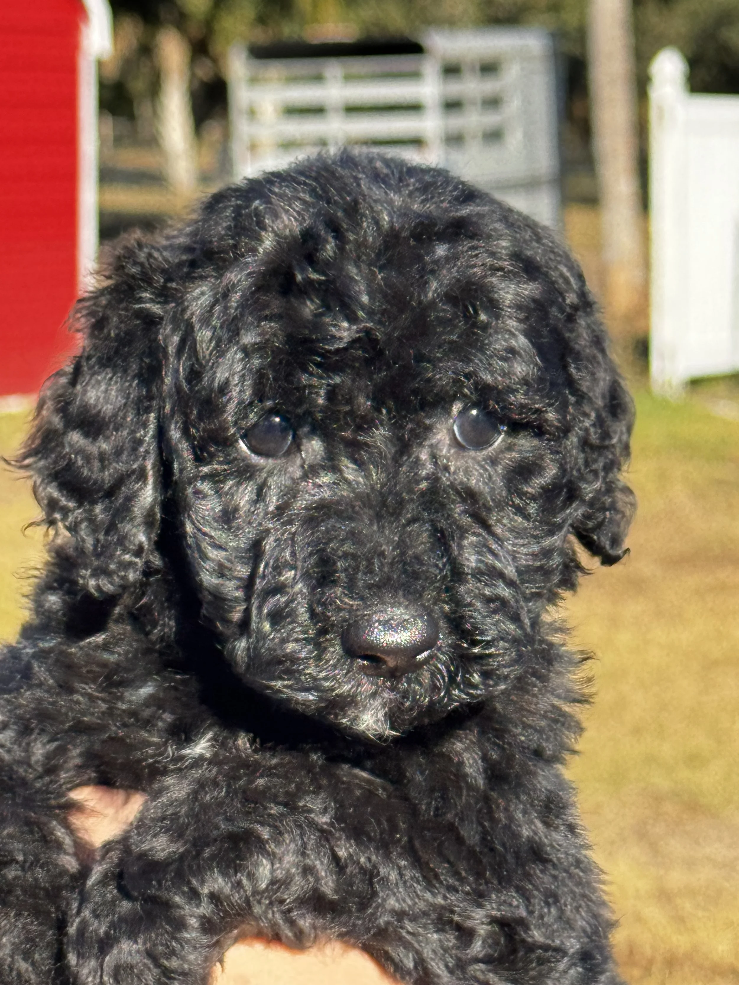 Adorable Goldendoodle Puppies