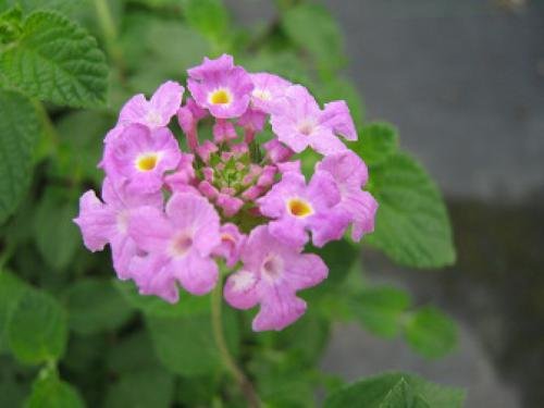 Lantana Purple Trailing NT 1.jpg