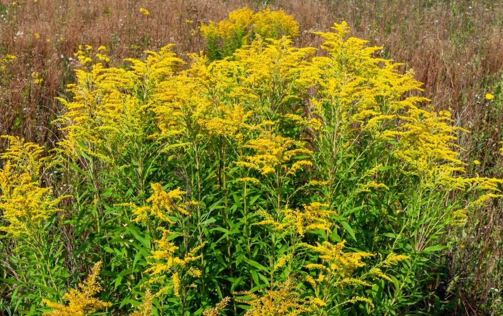 Gray Goldenrod 4.webp