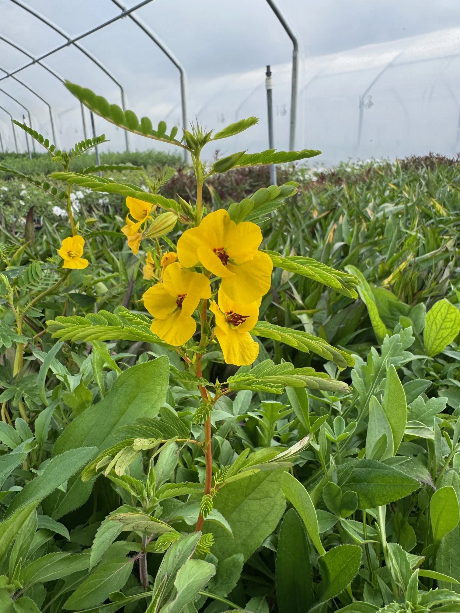 20 Pack of 4" Texas Native Wildflower Mix