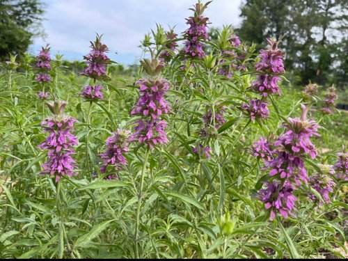 Monarda citriodora 4.jpg