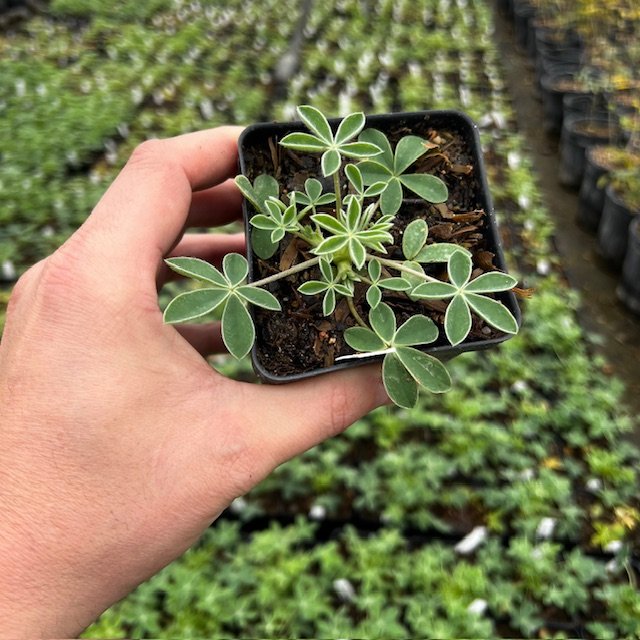 Texas Bluebonnets 4inch.jpg