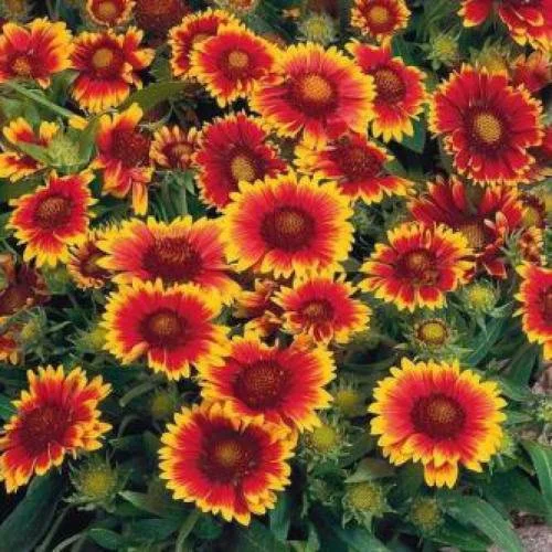 Blanketflower NT 1.jpg