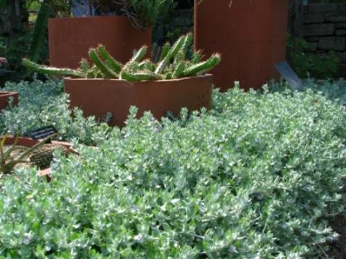 Wooly Stemodia NT 1.jpg