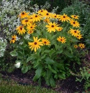 Black-eyed Susan NT 2.jpg