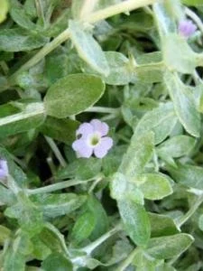 Wooly Stemodia NT 3.jpg