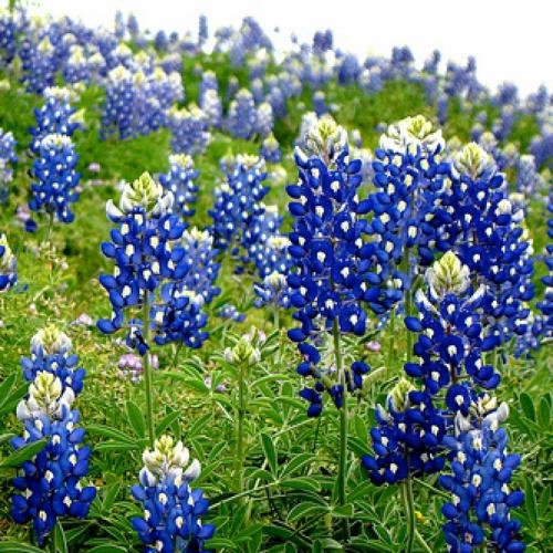 20 Pack of 4" Texas Bluebonnet (Lupinus texensis)