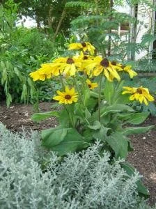 Black-eyed Susan NT 3.jpg