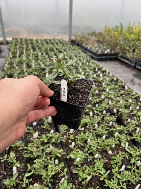 Frog Fruit 4inch.jpg