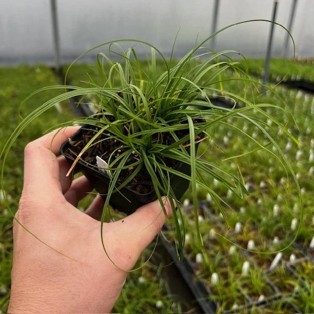 Sedge Webberville 4inch.jpg