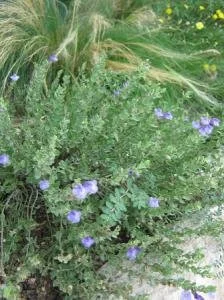 Purple Skullcap NT 3.jpg