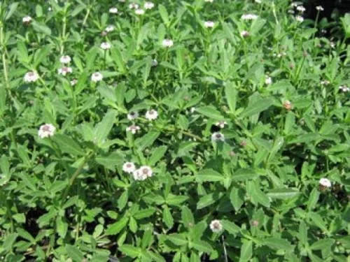 Frog Fruit NT 02.jpg