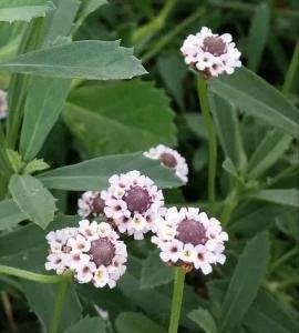 20 Pack of 4" Frogfruit (Phyla nodiflora var. incisa)