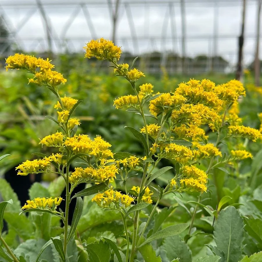 Gray Goldenrod 2.jpg