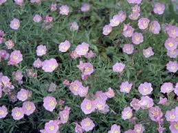 Pink Evening Primrose 02.jpg