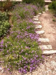 Moss Verbena Native Texas 04.jpg