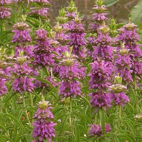 20 Pack of 4" Lemon Mint Beebalm (Monarda citriodora)