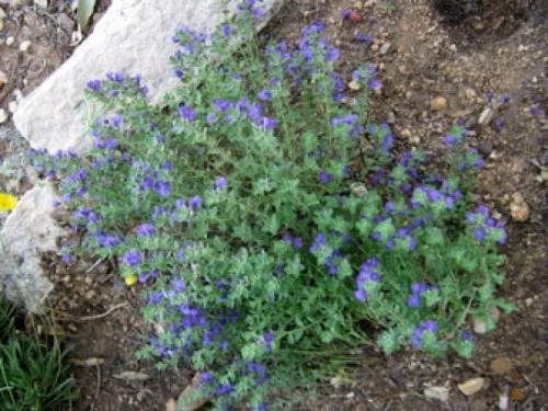 Purple Skullcap NT 2.jpg