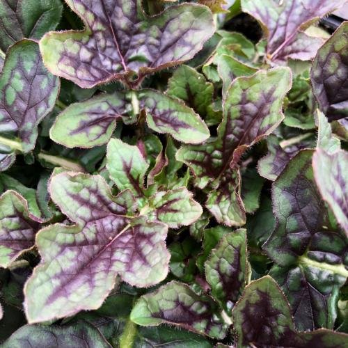 Lyre Leaf Sage NT 1.jpg