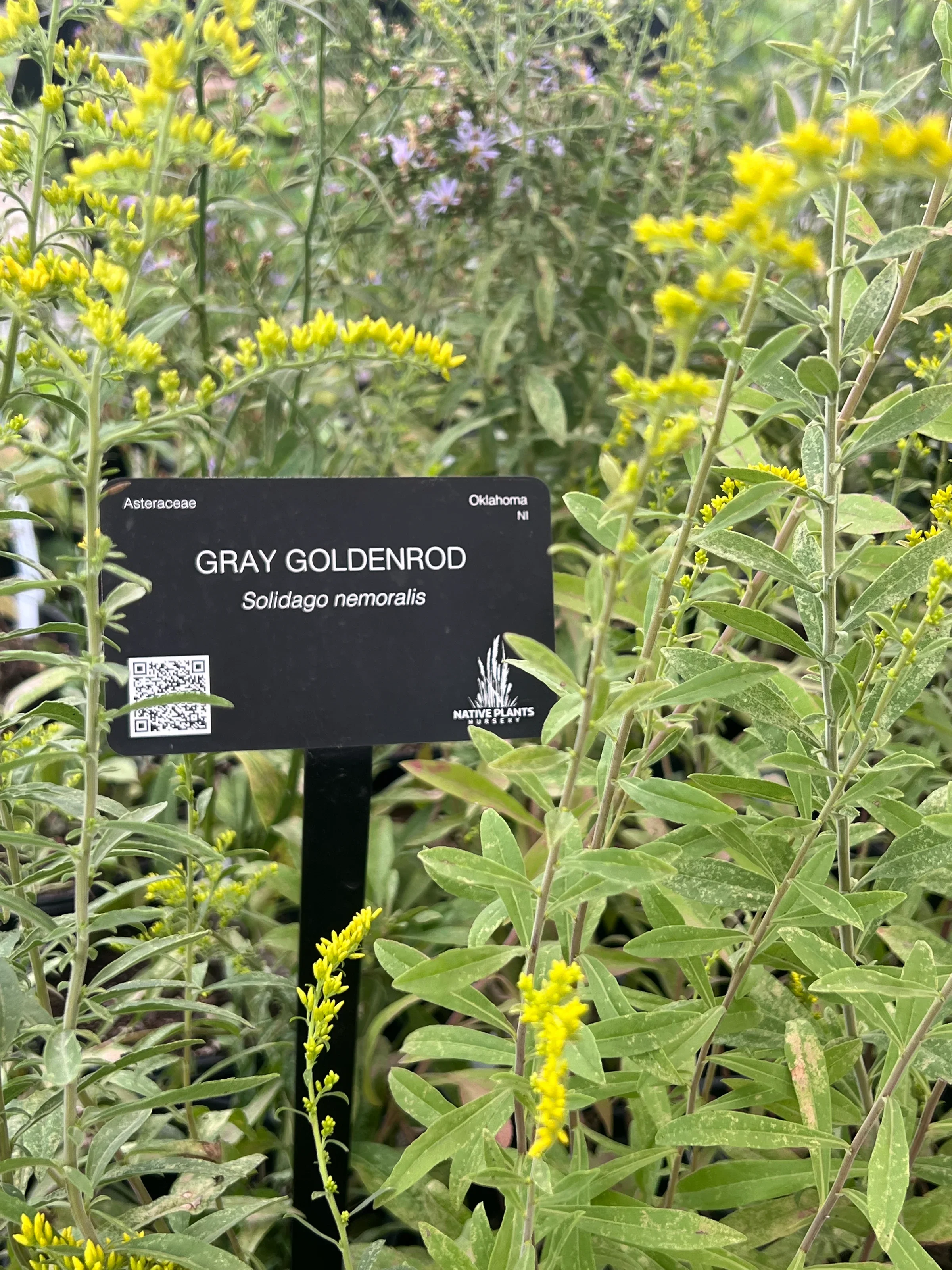 Gray Goldenrod 3.webp