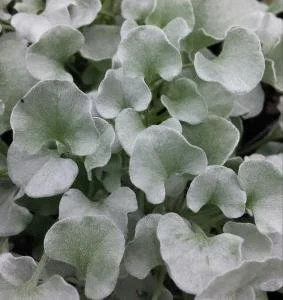 Silver Ponyfoot NT 1.jpg