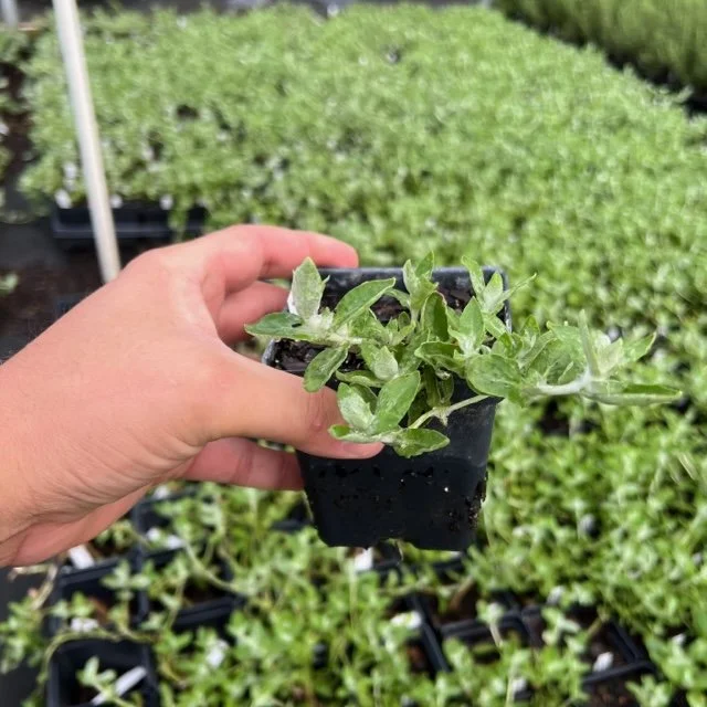 Woolly Stemodia 4inch.jpg