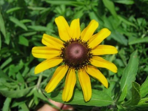 Black-eyed Susan NT 1.jpg