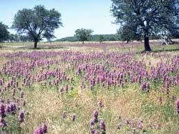 Monarda citriodora 2.jpg