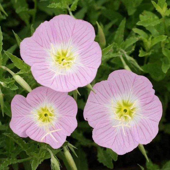 Pink Evening Primrose 01.jpg