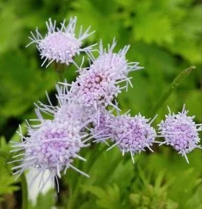 Greggs Mist NT 1.jpg