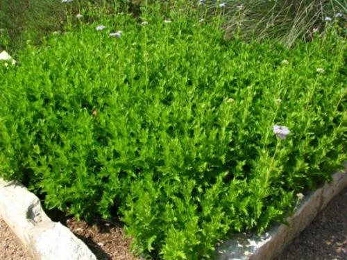 Greggs Mist NT 2.jpg