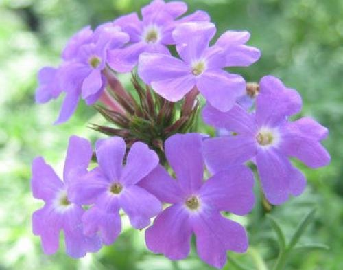 Moss Verbena Native Texas 02.jpg