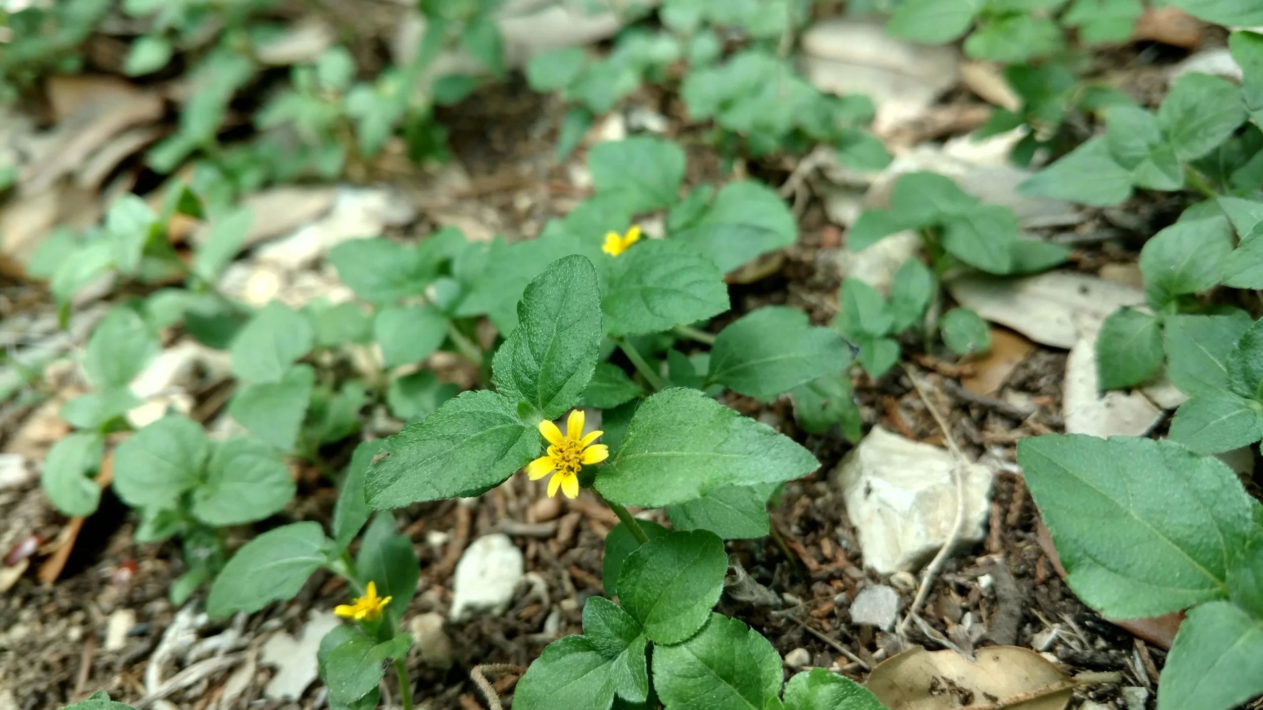 20 Pack of 4" Horseherb (Calyptocarpus vialis)