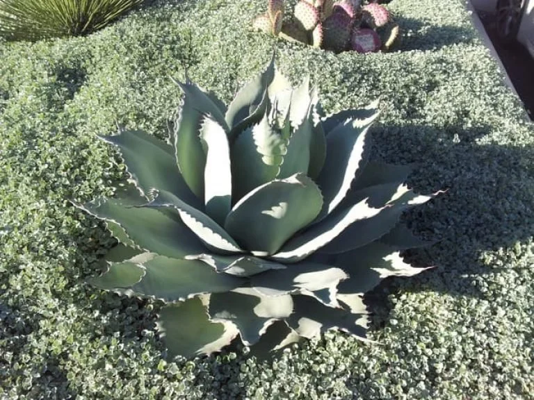 Silver Ponyfoot NT 3.jpg