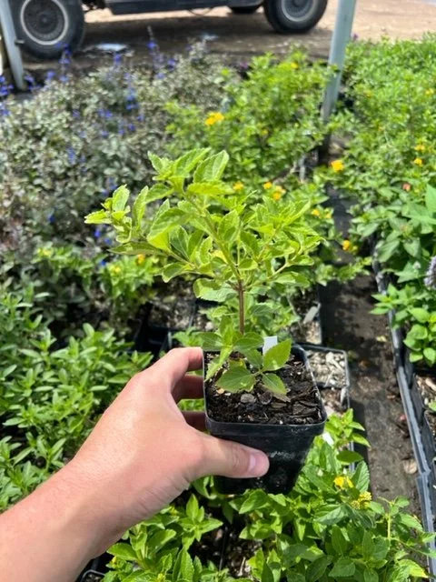 Lantana New Gold 4inch.jpg