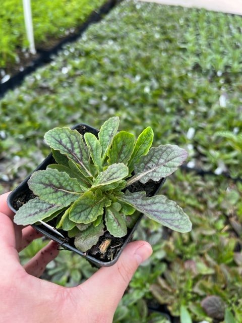 20 Pack of 4" Lyreleaf Sage (Salvia lyrata)