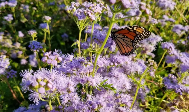 20 Pack of 4" Gregg’s Mistflower (Conoclinium greggii)