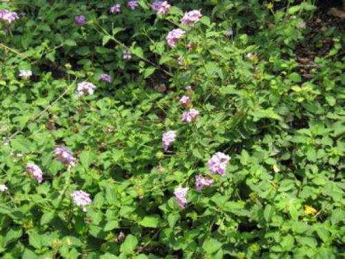 Lantana Purple Trailing NT 2.jpg