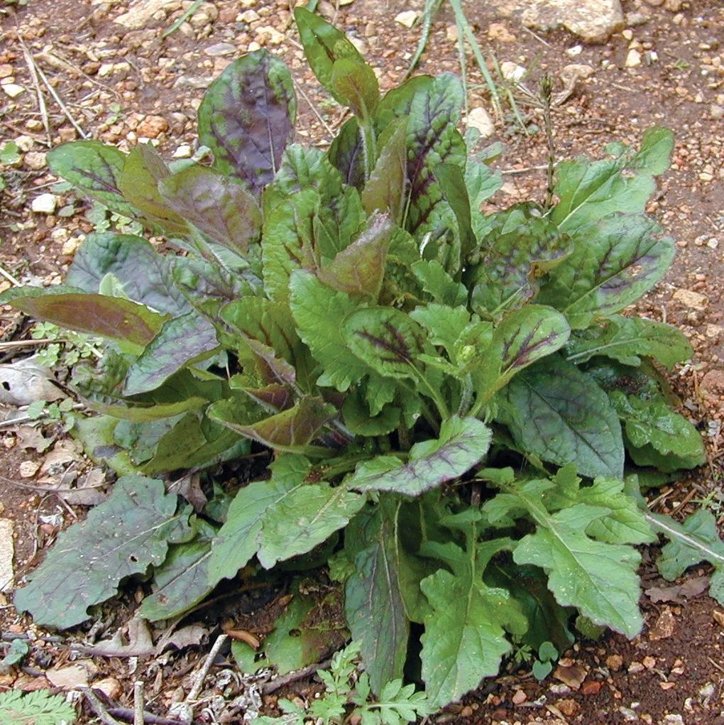 Lyre Leaf Sage 2.jpg