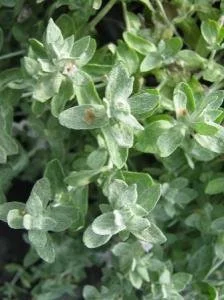 Wooly Stemodia NT 2.jpg