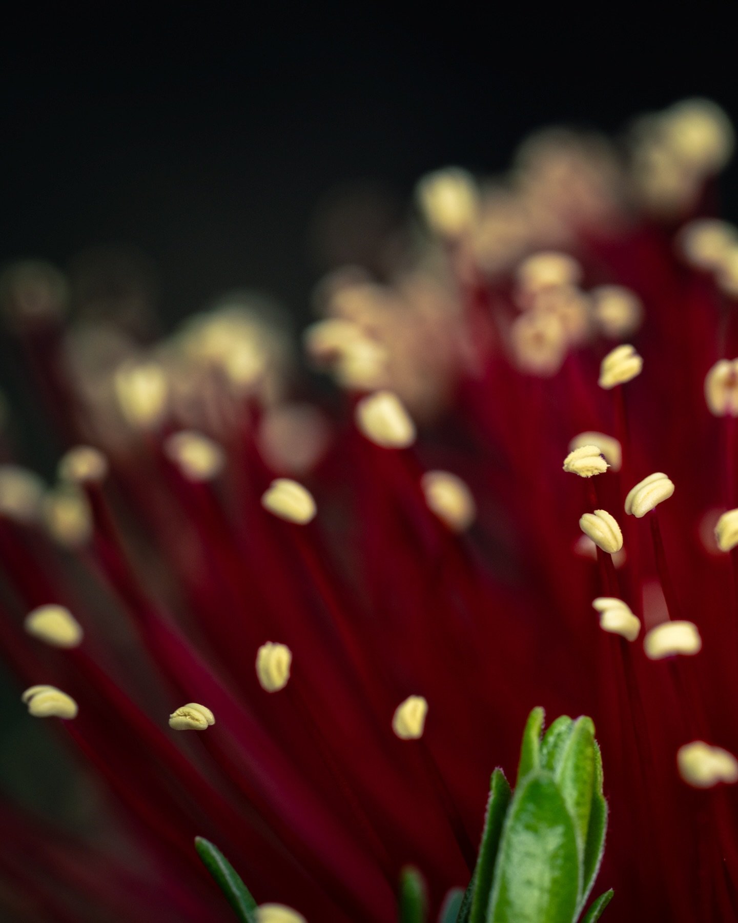 Marrinup Falls and Oakley Dam wildflower landscape panorama shots!

Dwellingup is amazing at the moment, full of water and flowers

I had to learn a new trick to get this to be a far shorter and easier work flow! Thank you Youtube! Instagram really p