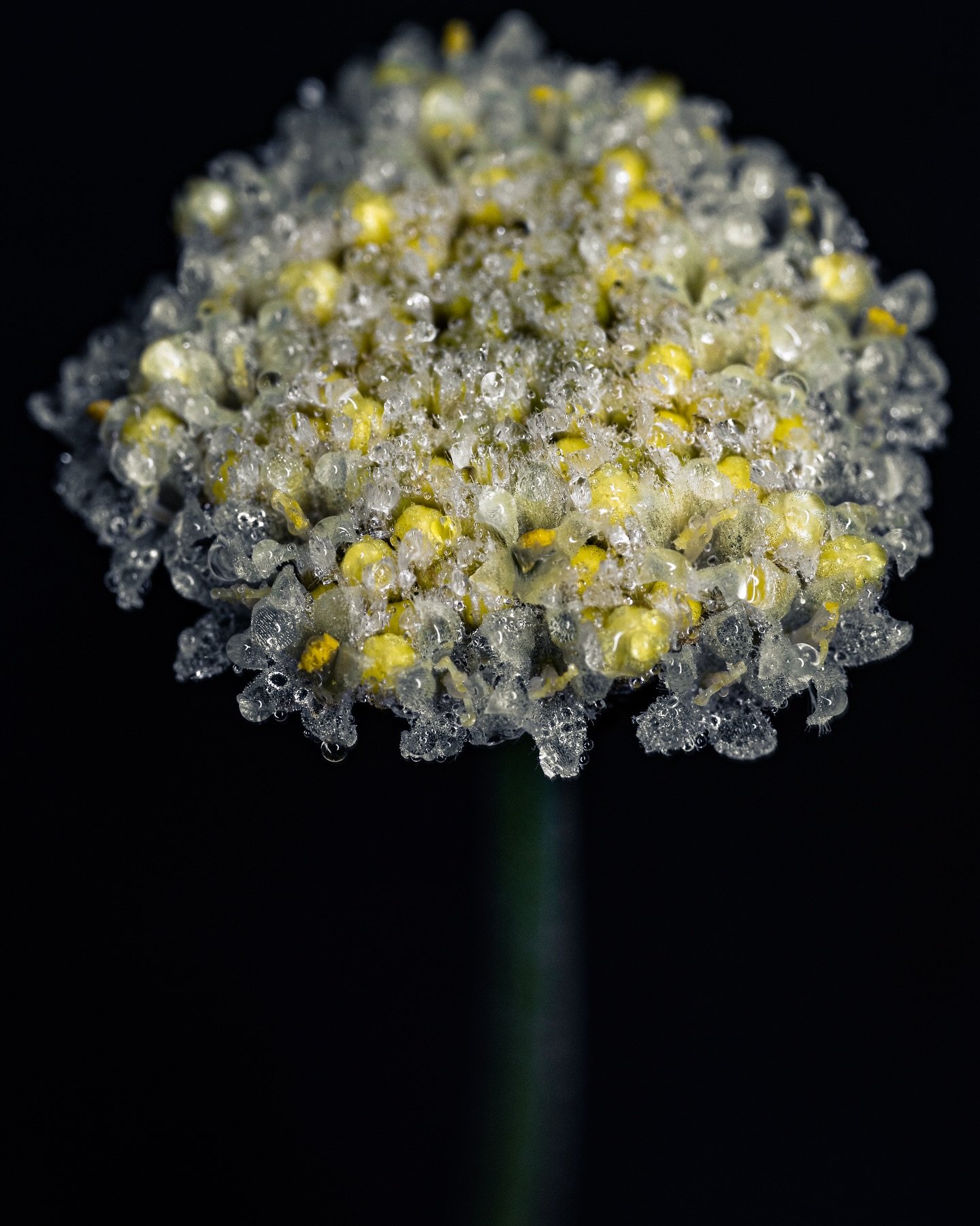 Bibbulmum track sunrise - I got up in the dark to hike to the top of Mt Vincent to enjoy the sunrising above the fog and to marvel at the wildflowers

The morning dew on all of the leaves and flowers took the walk to another dimension. It was a very 