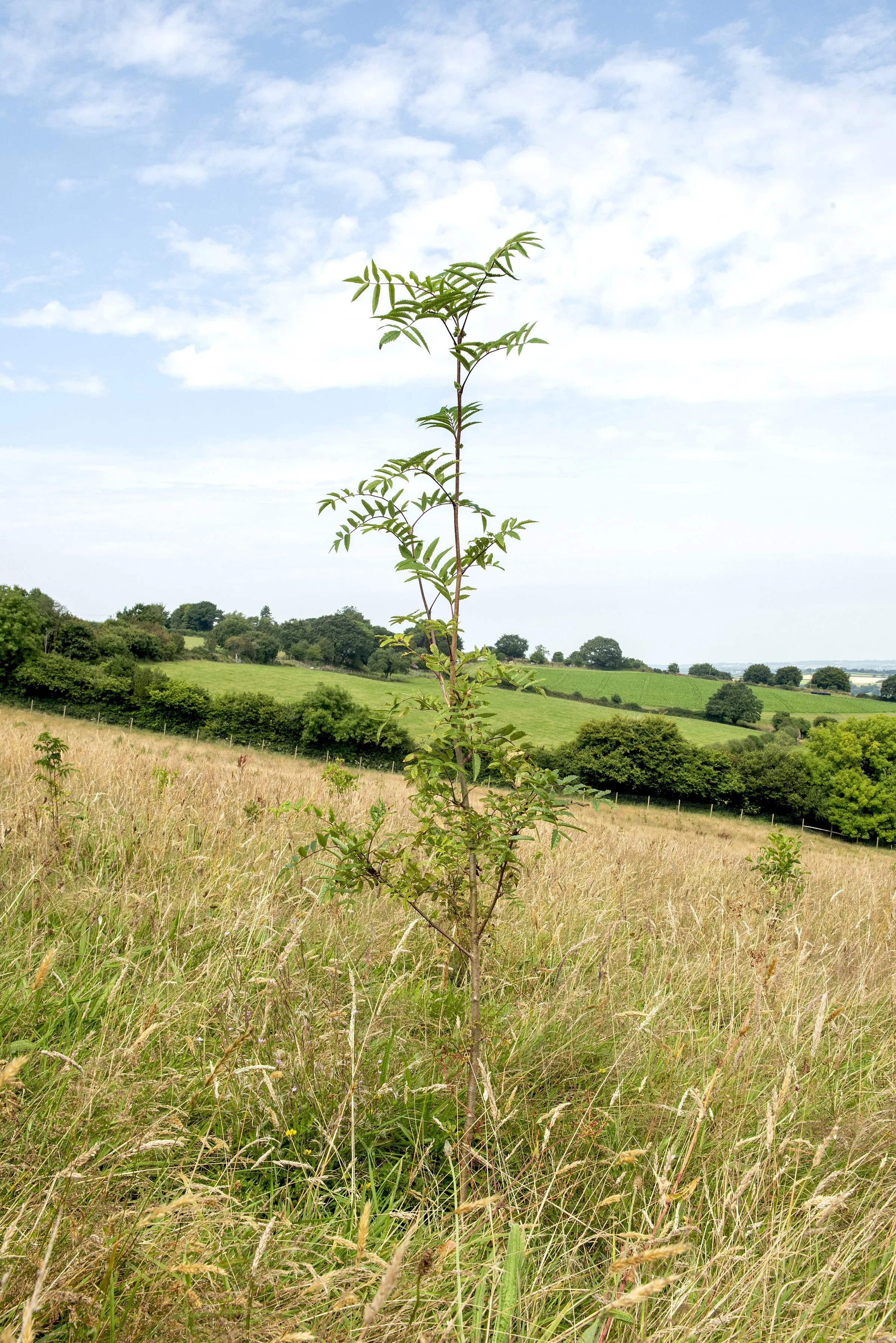 🌳 National Tree Week: 22.11.25 – 30.11.25 🌳