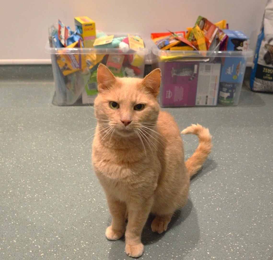 Giving Back This Christmas 🎄🐾