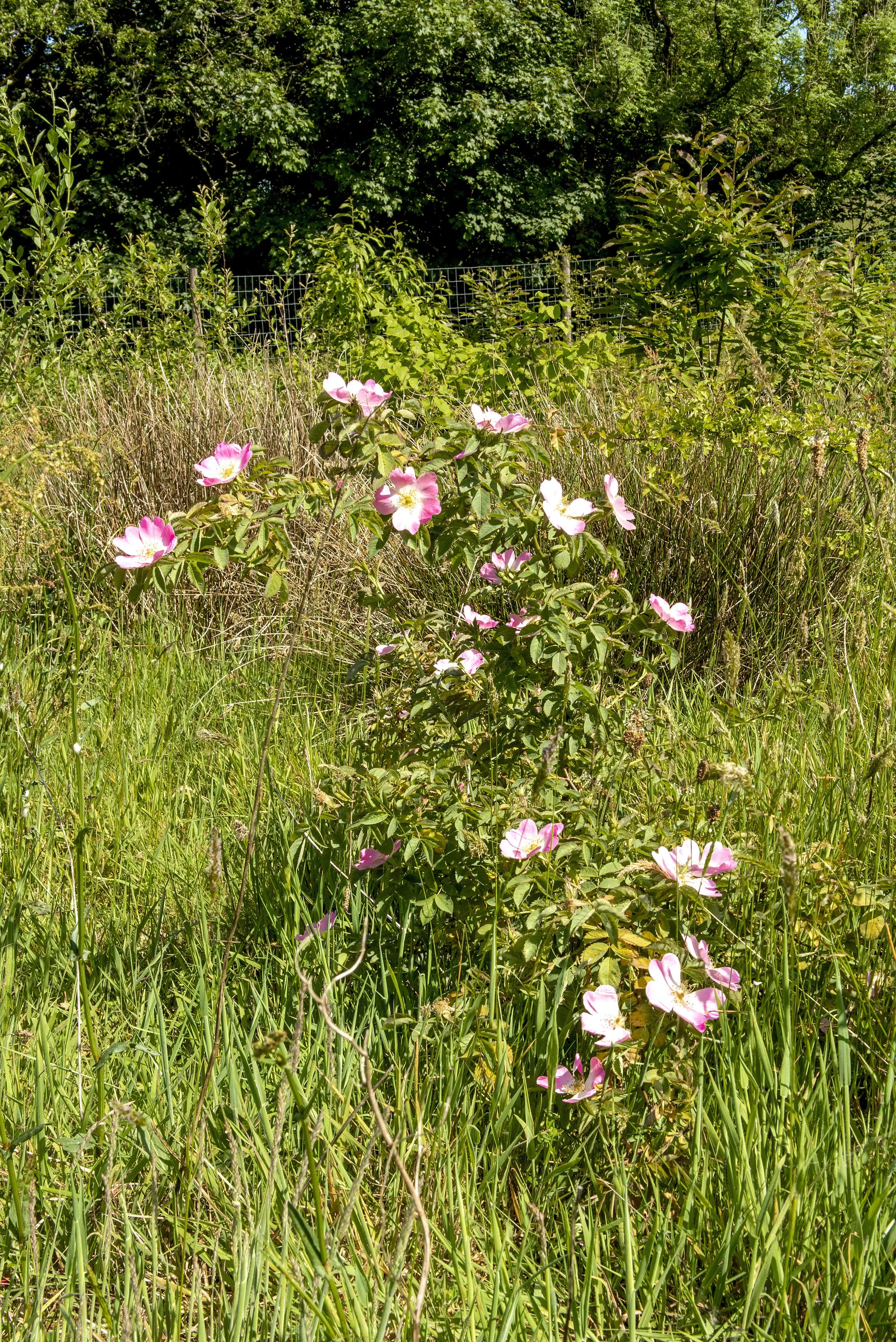 RBC_NSA-260626 038.jpg