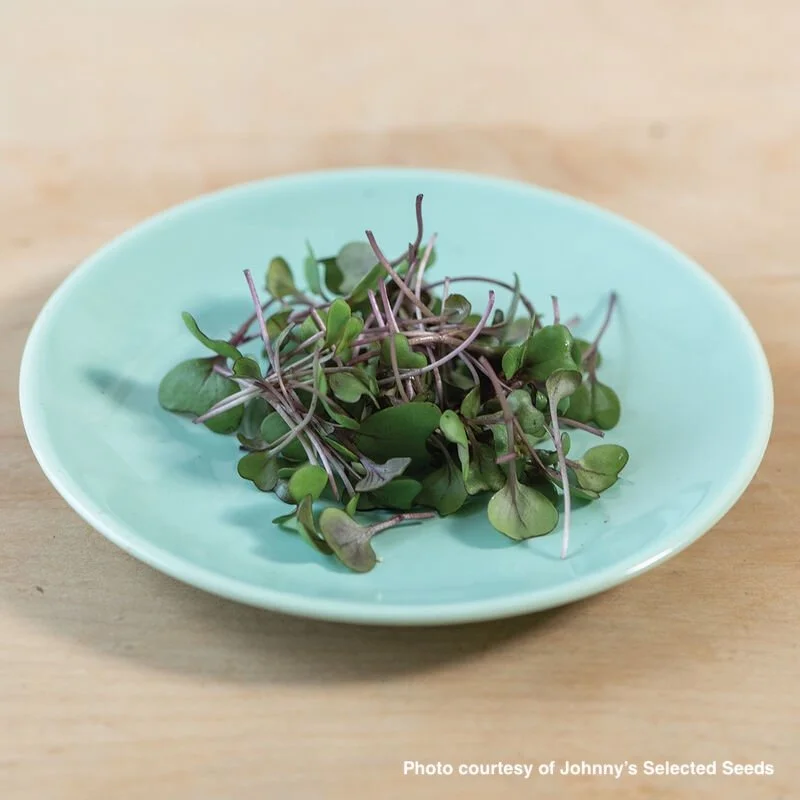 red cabbage micros.jpg